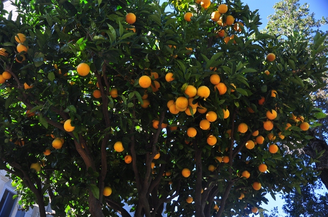 orange trees, Hearst Castle